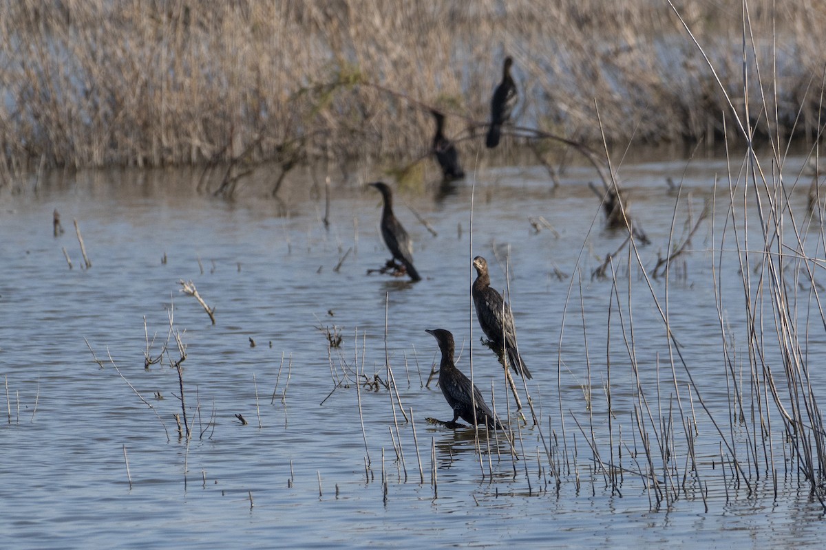 Pygmy Cormorant - ML644380705