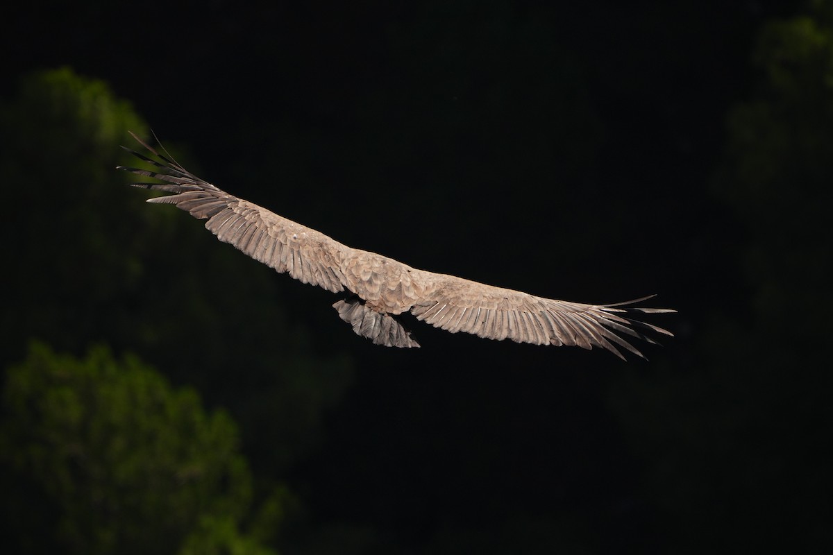 Eurasian Griffon - ML644380710