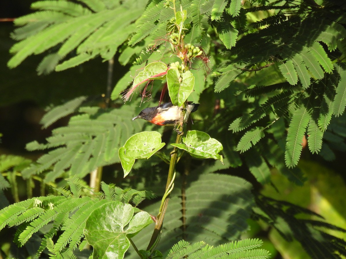Javan Flowerpecker - ML644380713