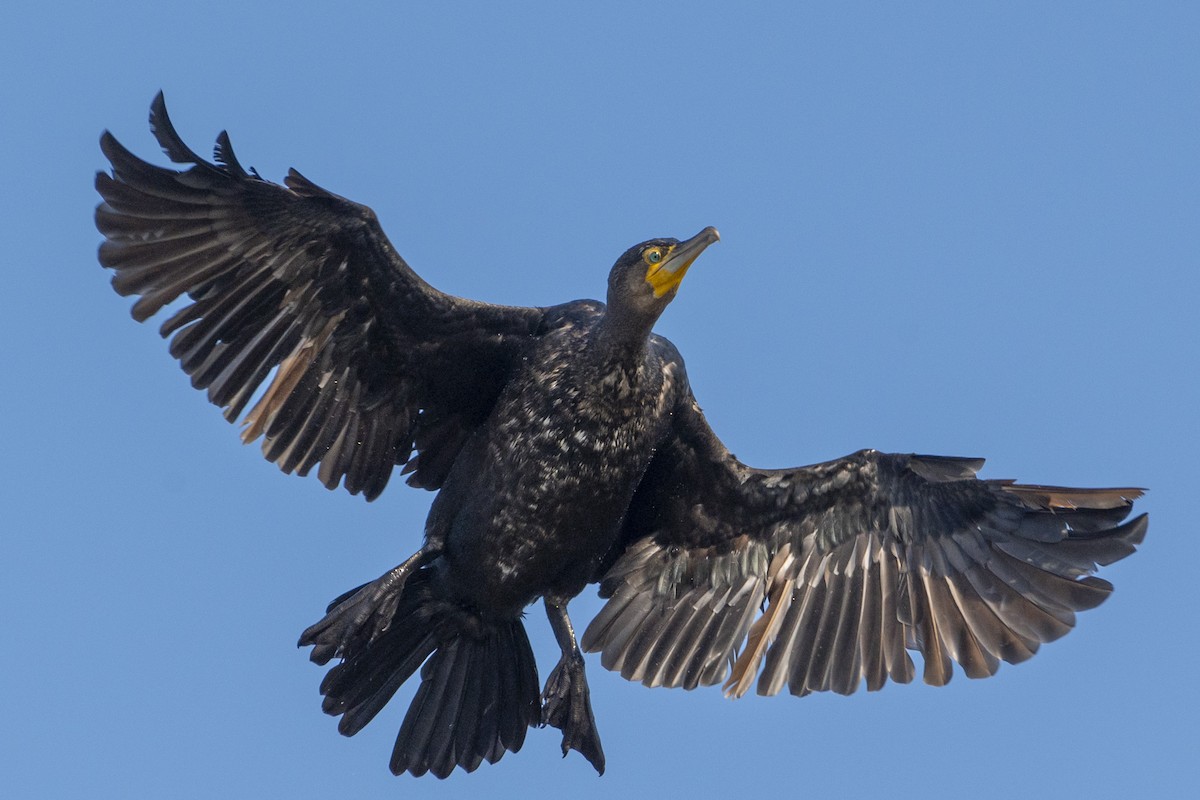 Kormoran - ML644380716