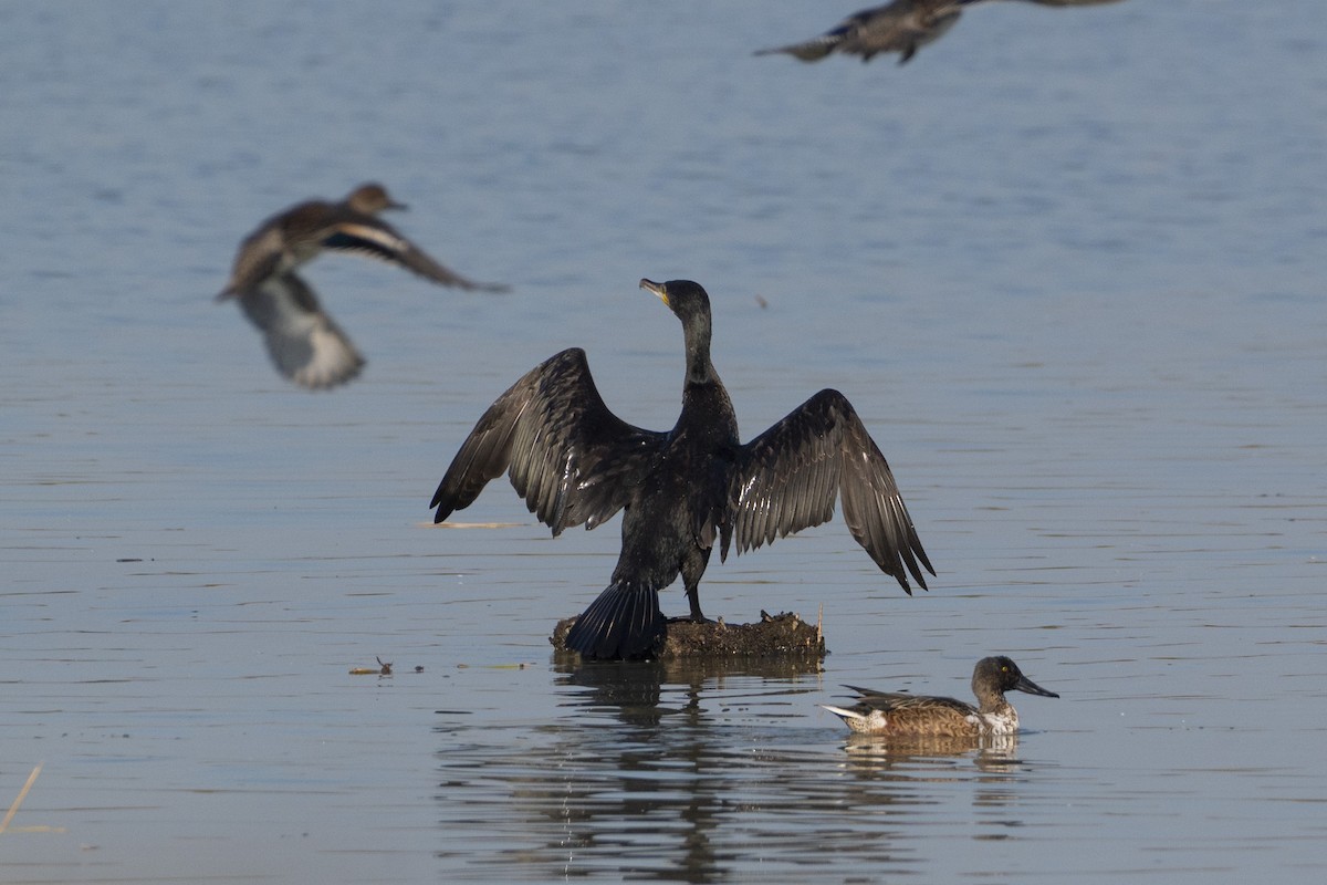 Kormoran - ML644380717