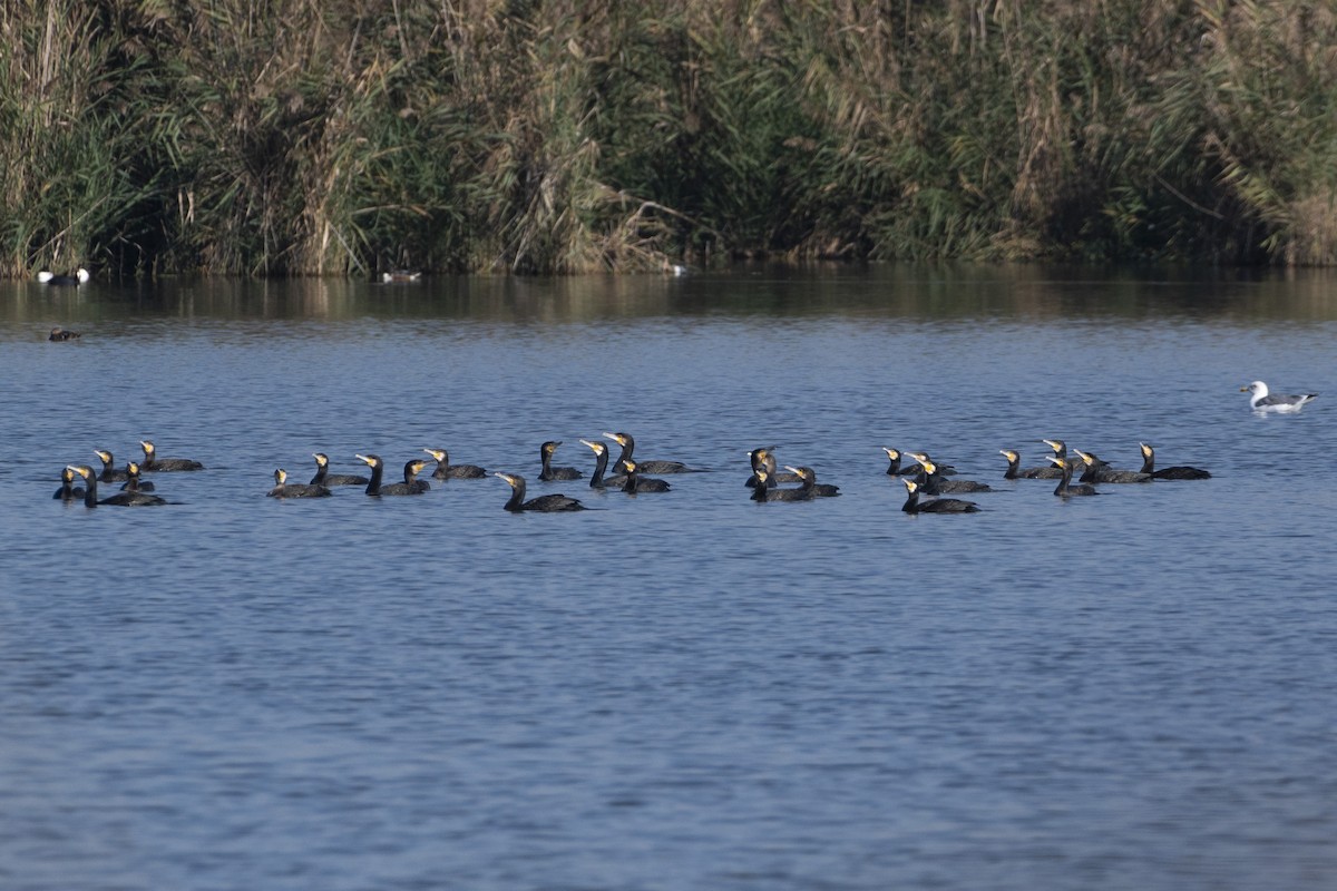 Kormoran - ML644380718