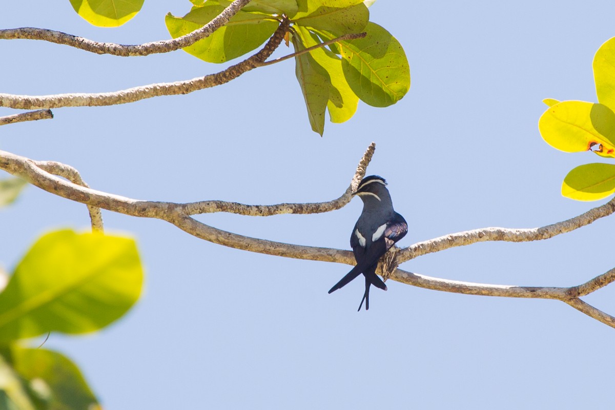 Bıyıklı Ağaç Ebabili - ML644380720