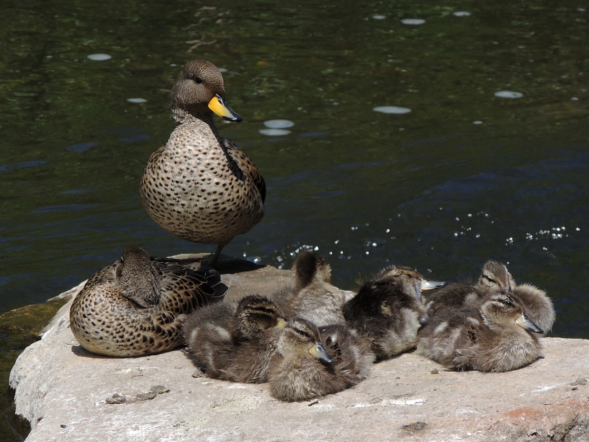 Sarcelle tachetée - ML644380745