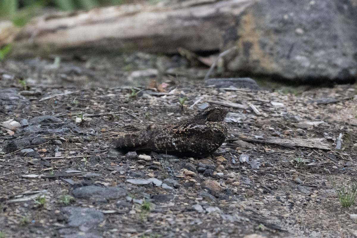 sotnattravn - ML644380754