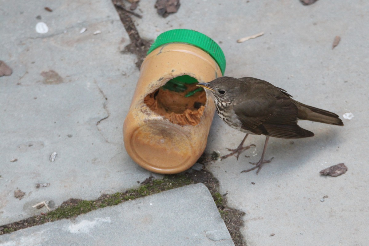 Grive à joues grises - ML644380776