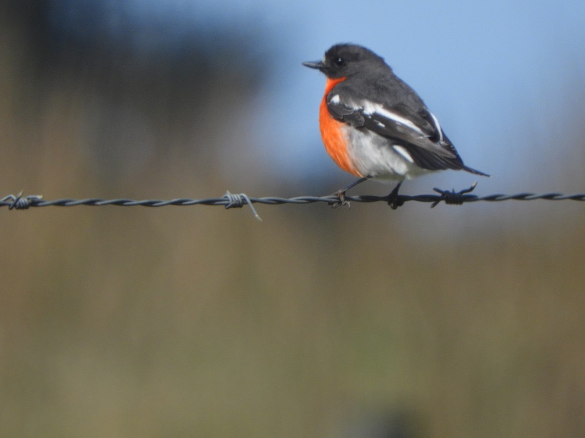 lejsčík ohnivý - ML644380777