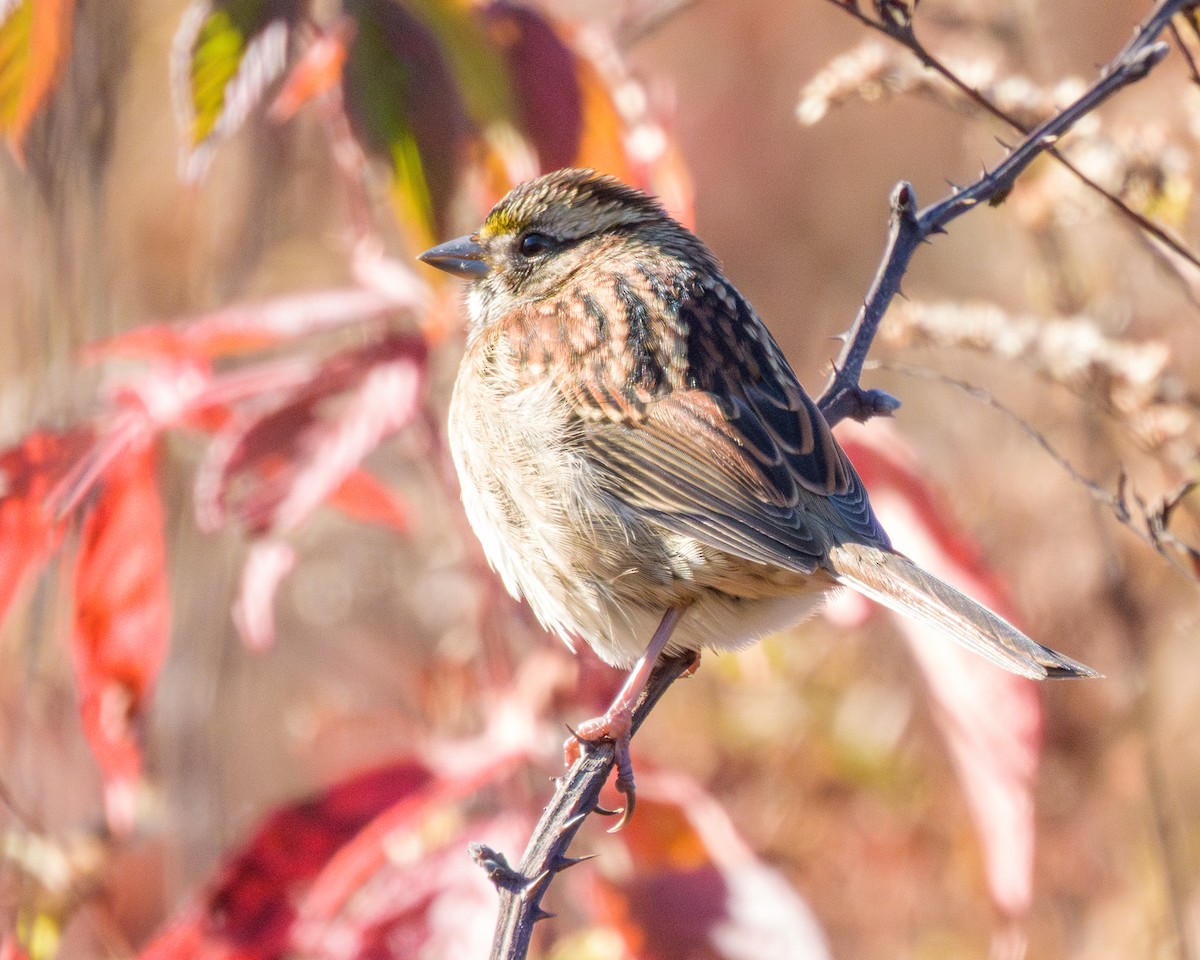 גיבתונית לבנת-גרון - ML644380789
