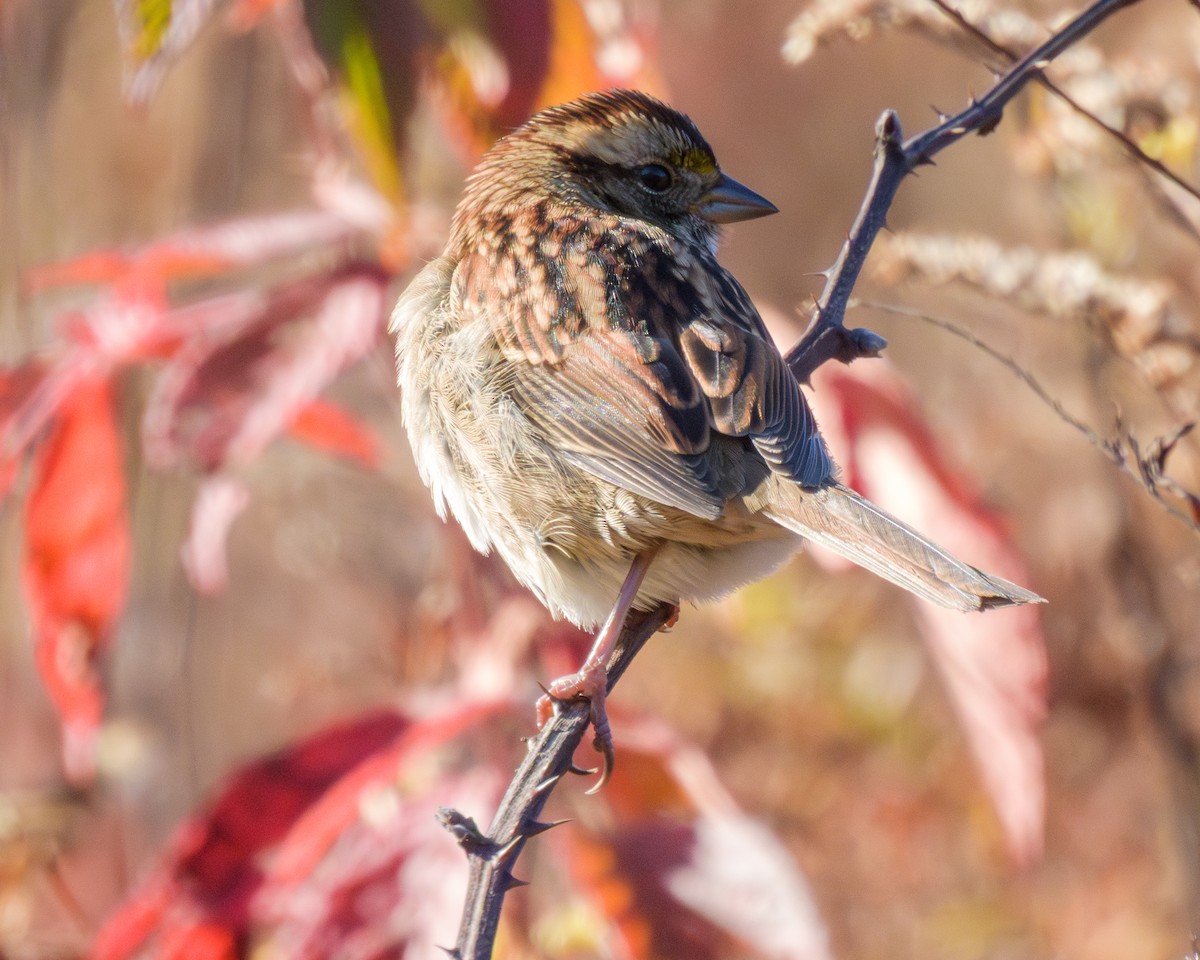 גיבתונית לבנת-גרון - ML644380790