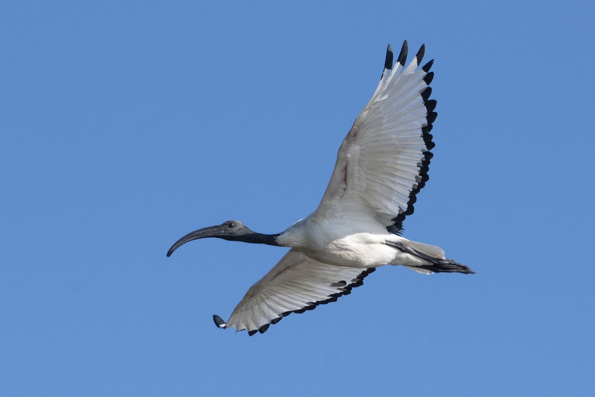 Pharaonenibis - ML644380810
