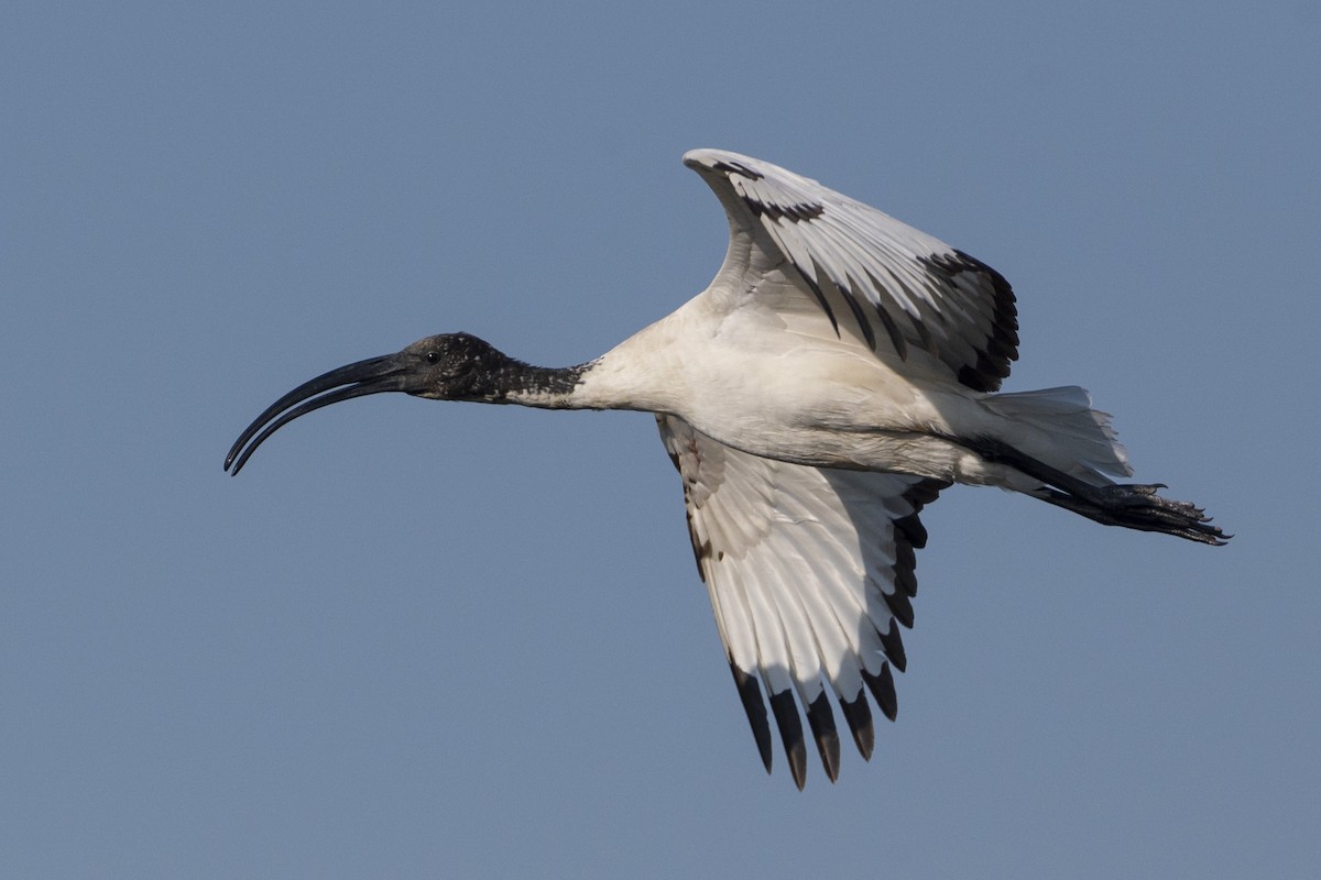 Pharaonenibis - ML644380811
