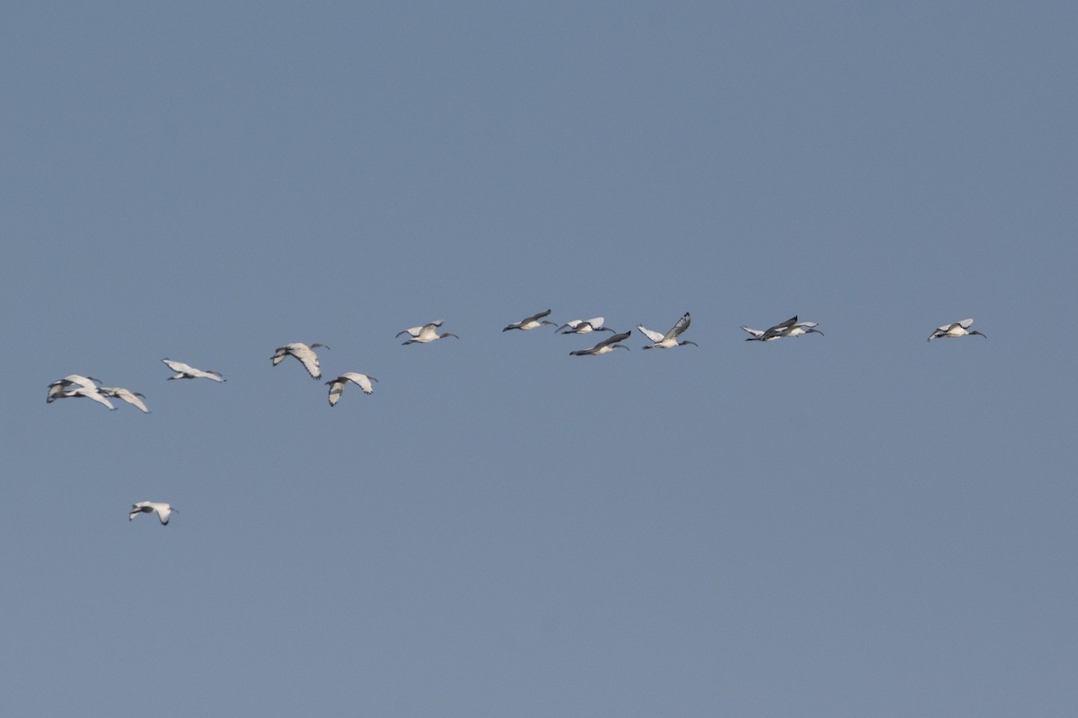 Pharaonenibis - ML644380812