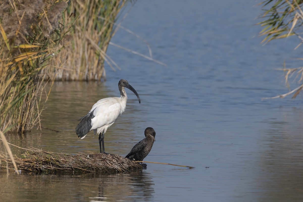 Pharaonenibis - ML644380813