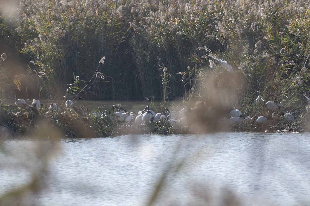 Pharaonenibis - ML644380814