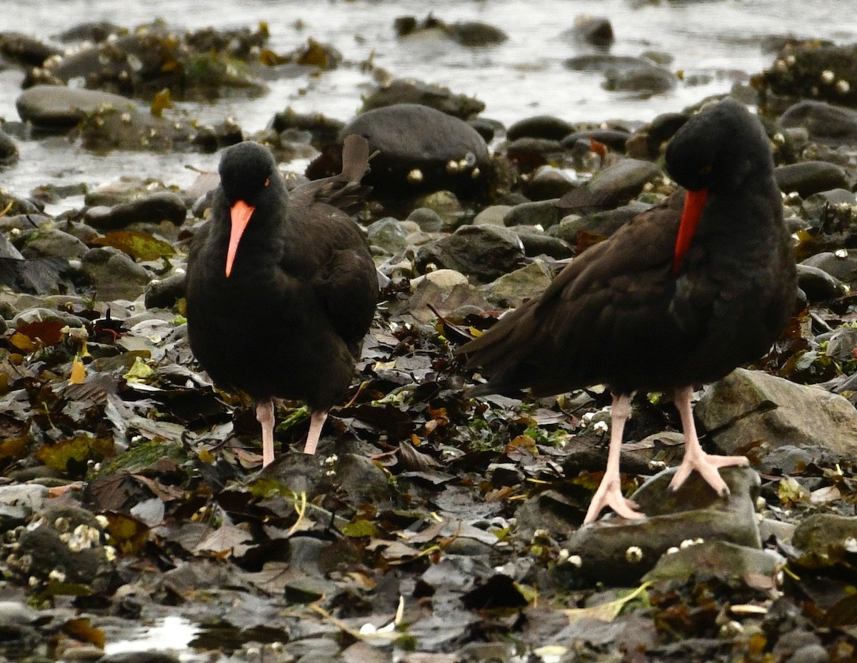 Black Oystercatcher - ML644380820