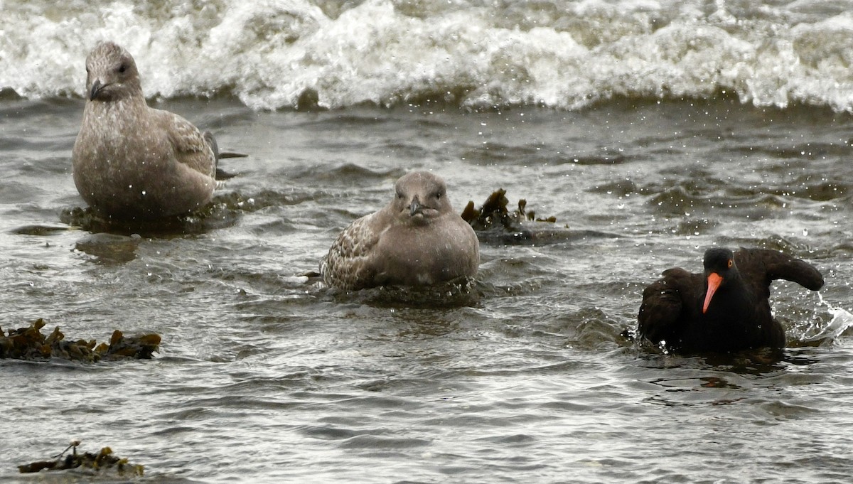 Black Oystercatcher - ML644380821