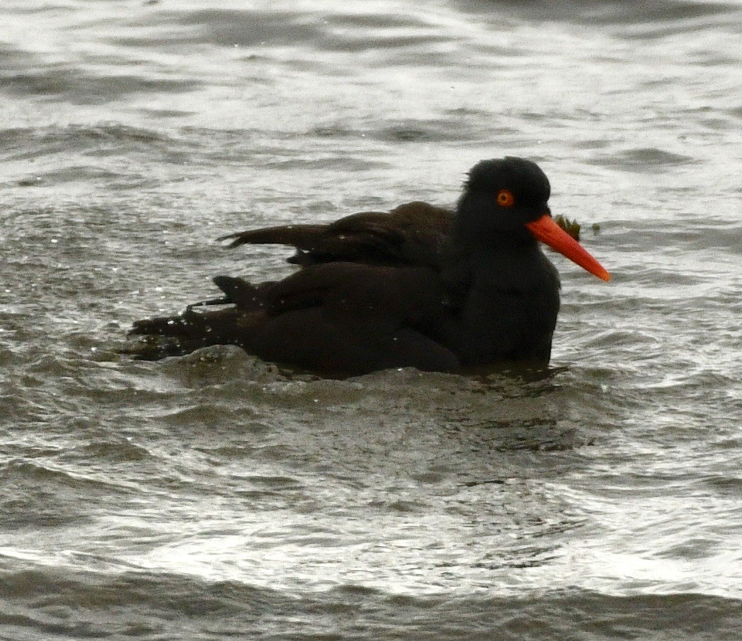 Black Oystercatcher - ML644380822