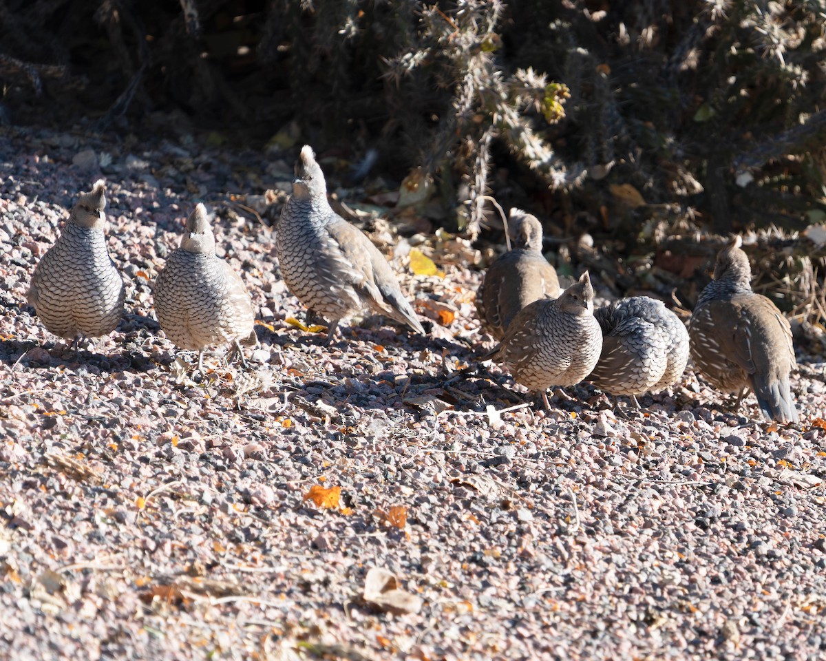 Scaled Quail - ML644380826