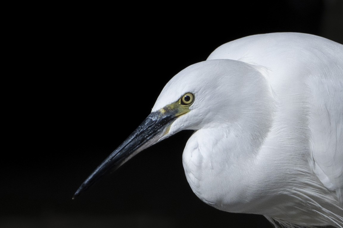 Seidenreiher - ML644380842