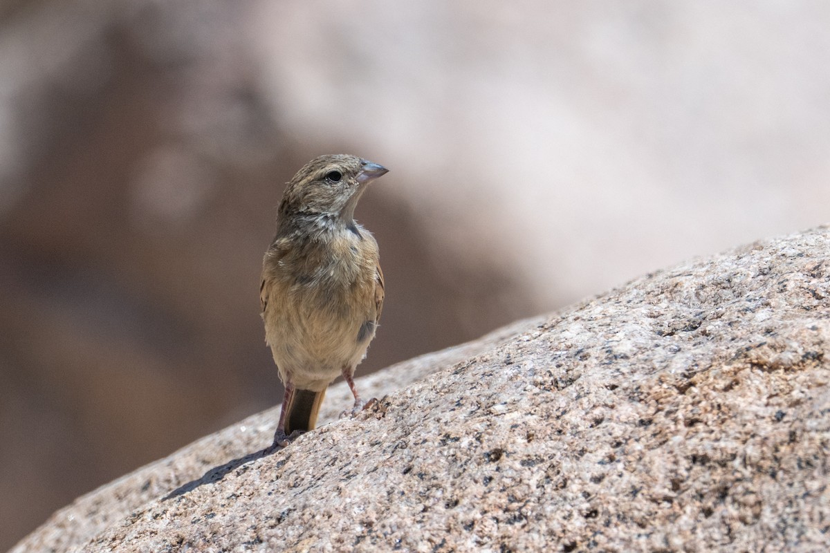Lark-like Bunting - ML644380861