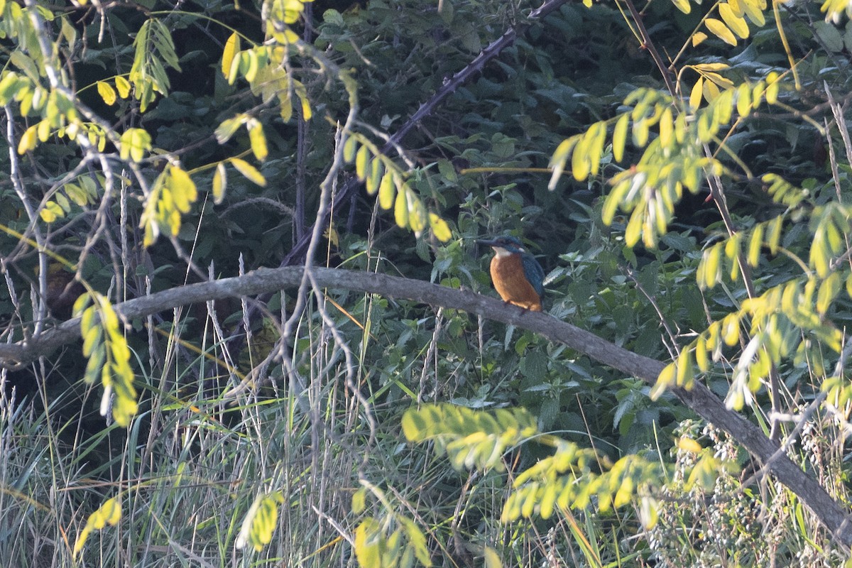 Eisvogel - ML644380866