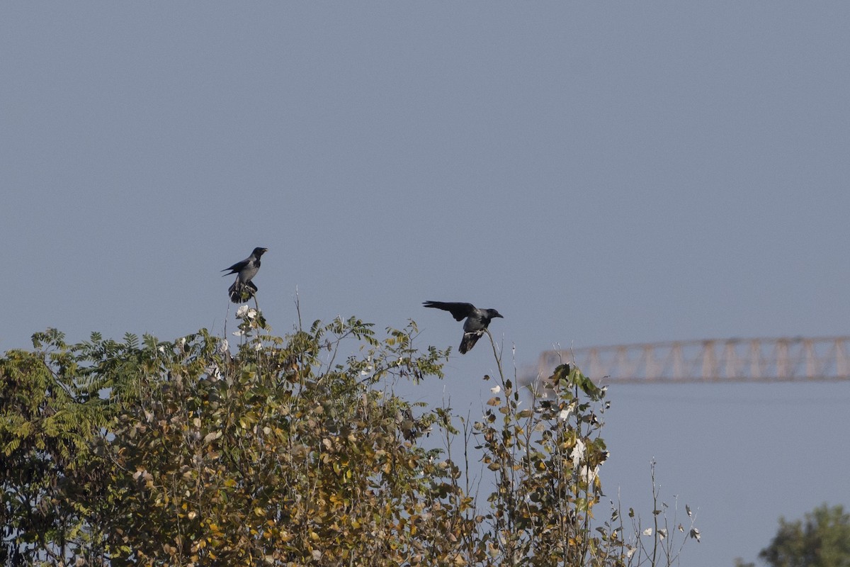 Nebelkrähe - ML644380883