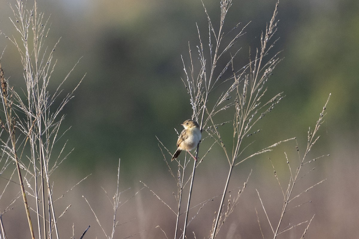 Zistensänger - ML644380890