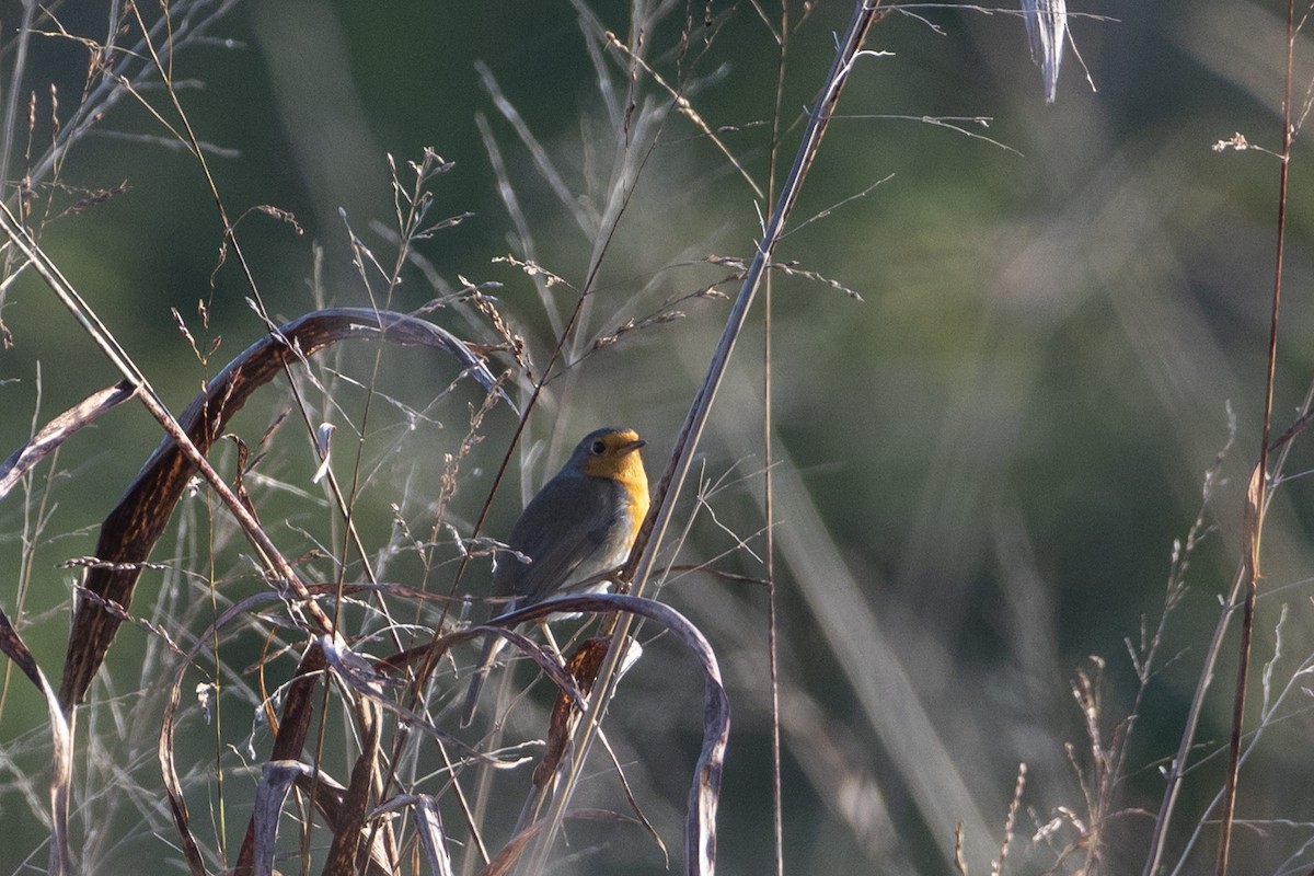 Rotkehlchen - ML644380902