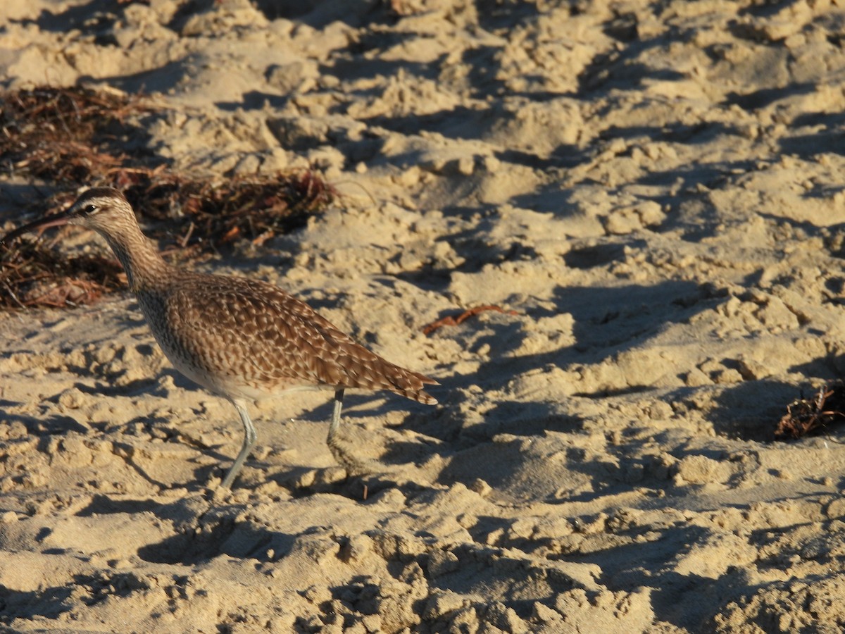 Hudsonian/Eurasian Whimbrel - ML644380906