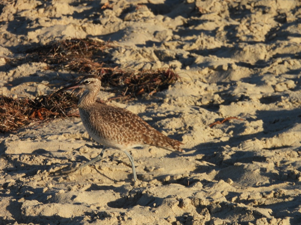Hudsonian/Eurasian Whimbrel - ML644380907