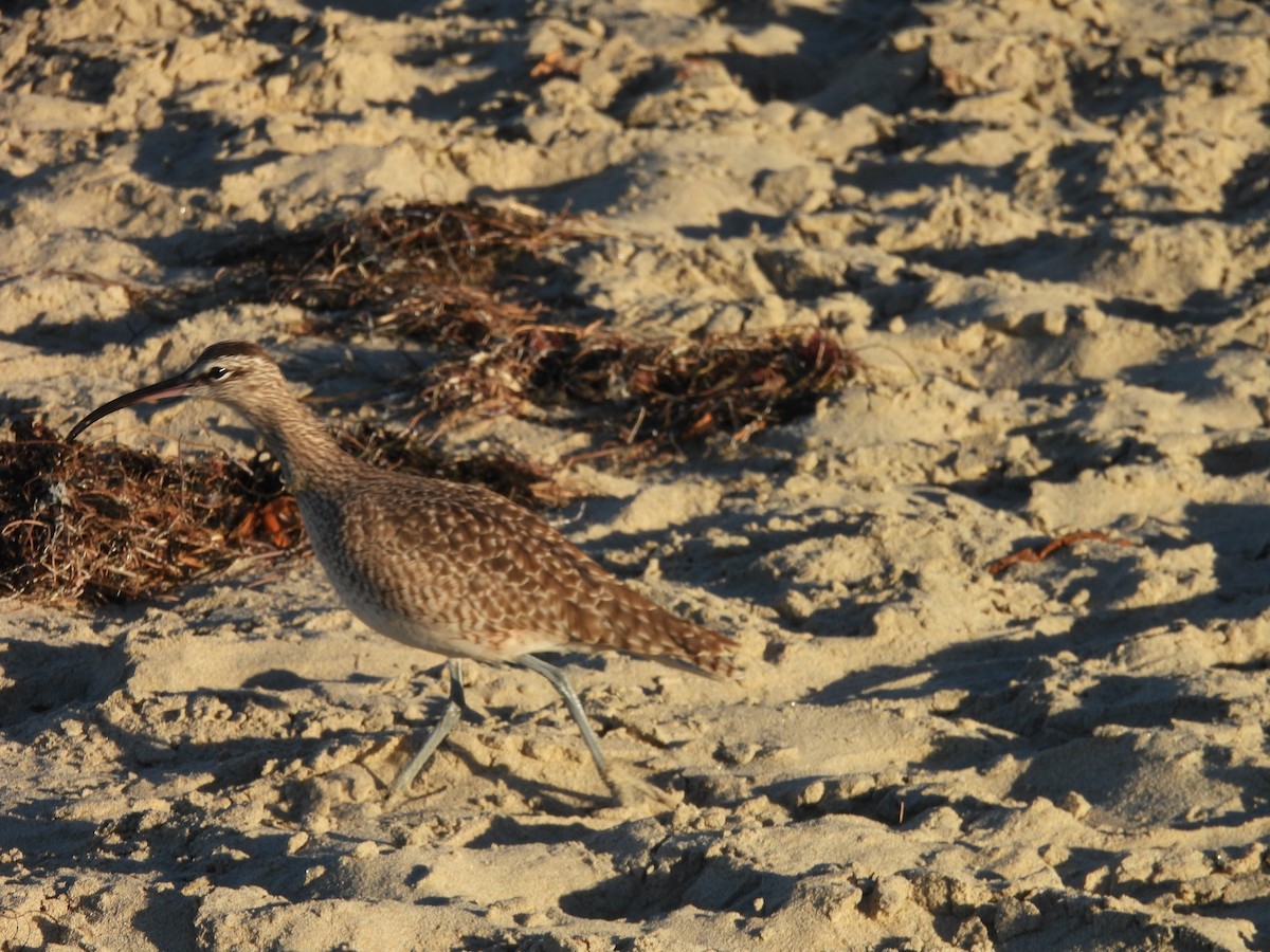 Hudsonian/Eurasian Whimbrel - ML644380908