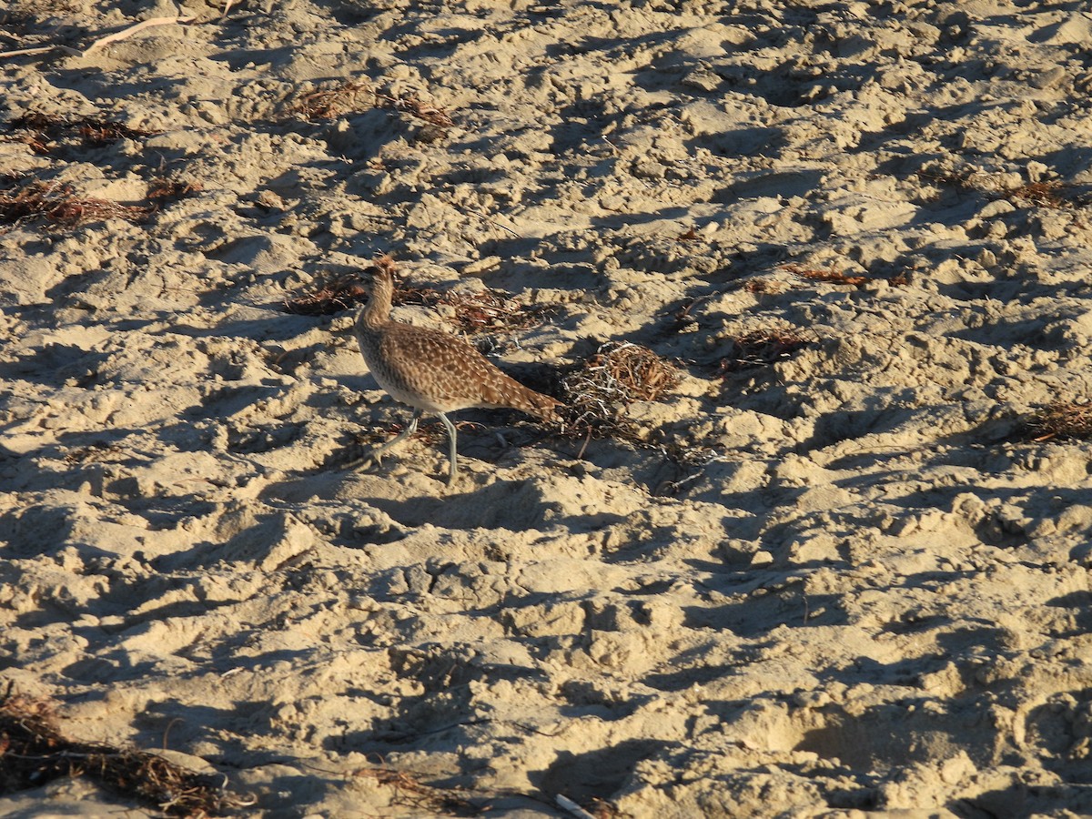 Hudsonian/Eurasian Whimbrel - ML644380909
