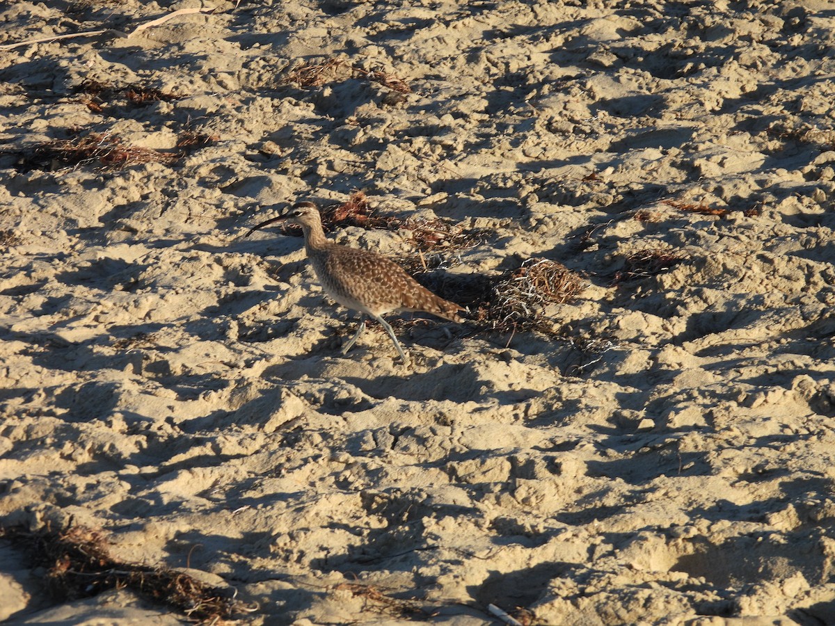 Hudsonian/Eurasian Whimbrel - ML644380910