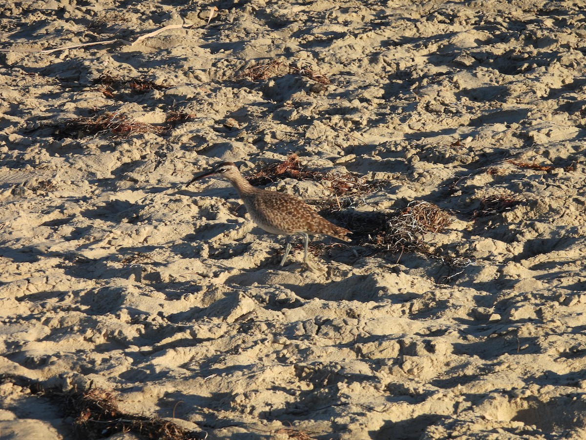 Hudsonian/Eurasian Whimbrel - ML644380911