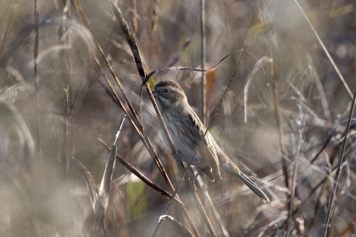 Rohrammer - ML644380929