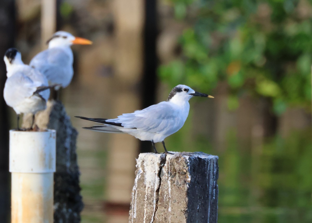 rybák severní - ML644380930