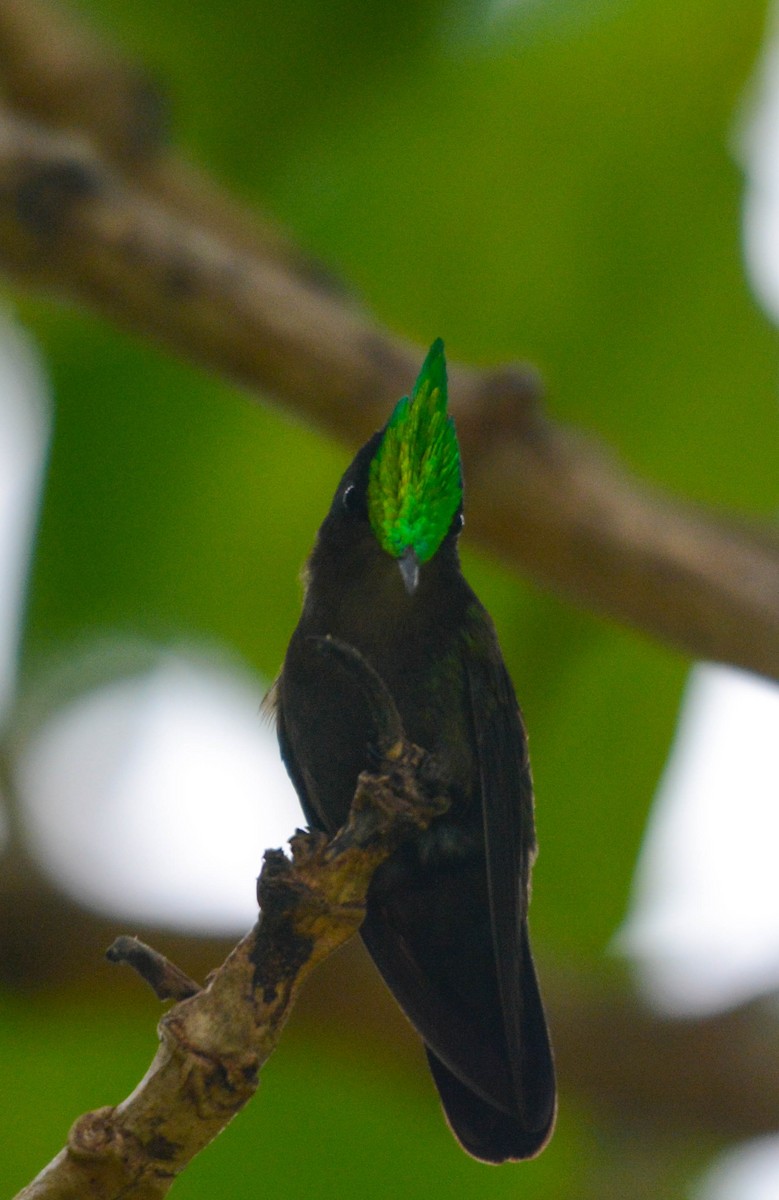 Antillean Crested Hummingbird - ML644380942