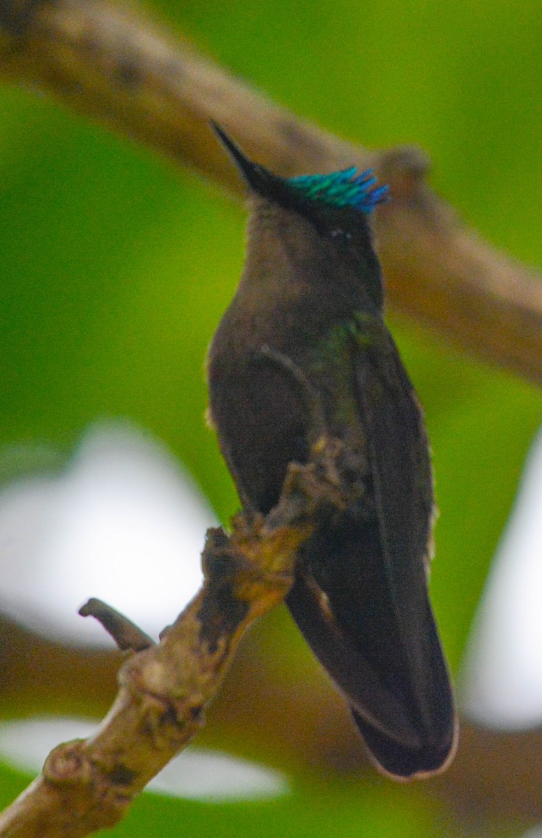 Antillean Crested Hummingbird - ML644380954