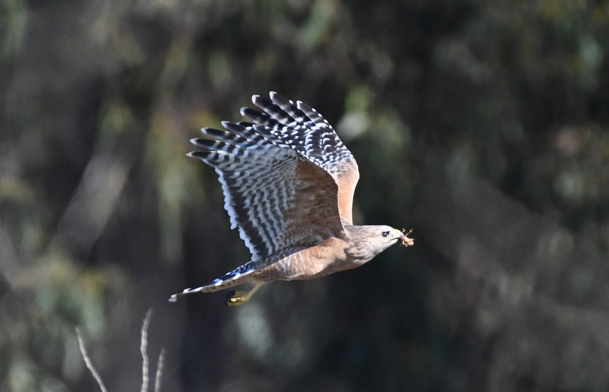 Red-shouldered Hawk - ML644380958