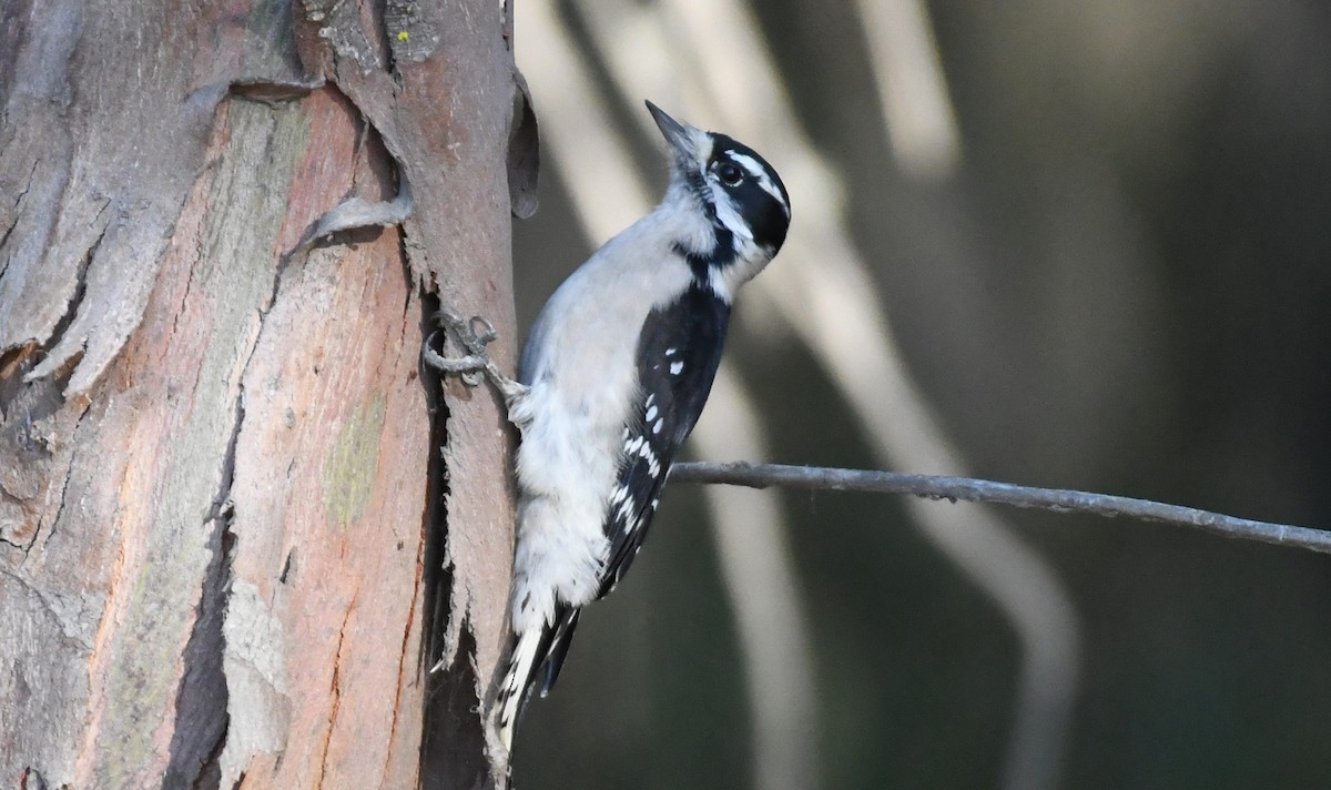 Downy Woodpecker - ML644380962