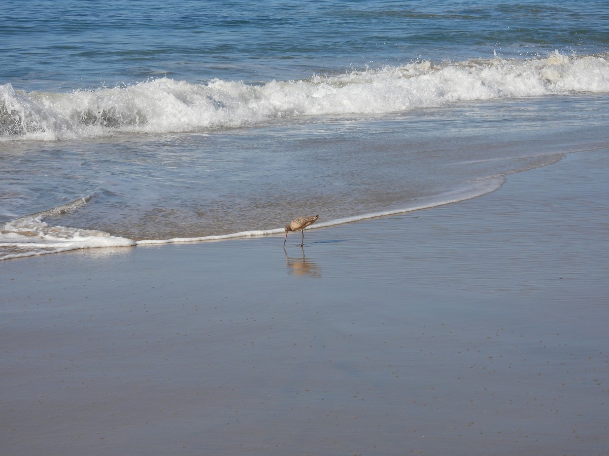 Marmorschnepfe - ML644380970