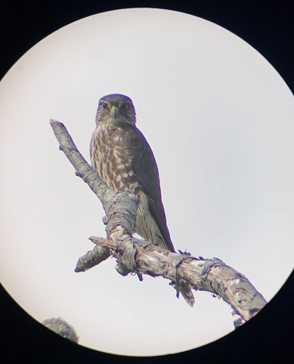 Merlin - ML644380971