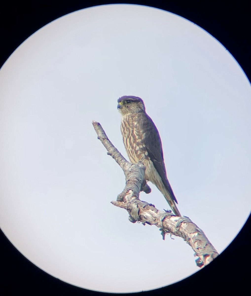 Merlin - ML644380972