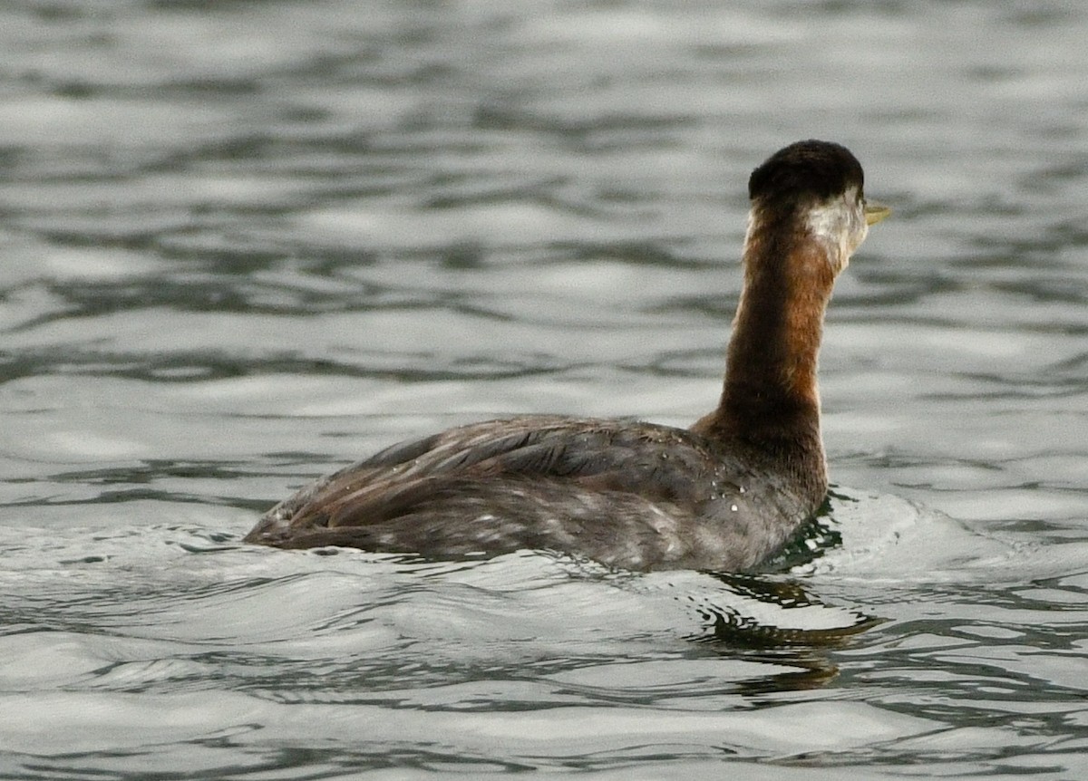 Red-necked Grebe - ML644380974