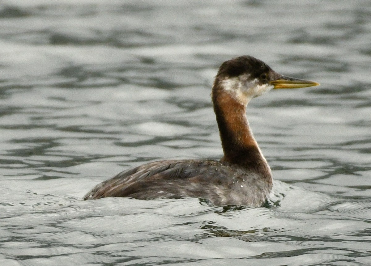 Red-necked Grebe - ML644380975