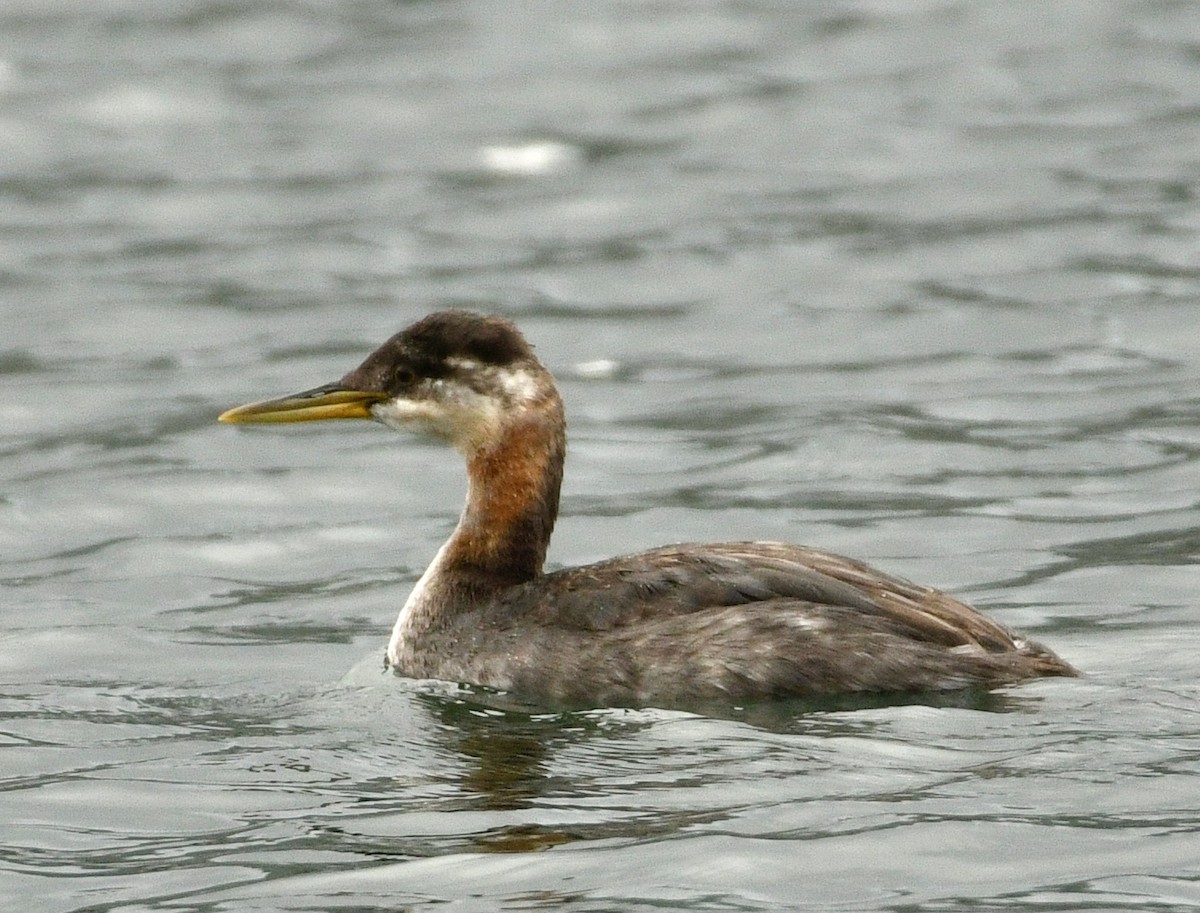 Red-necked Grebe - ML644380976