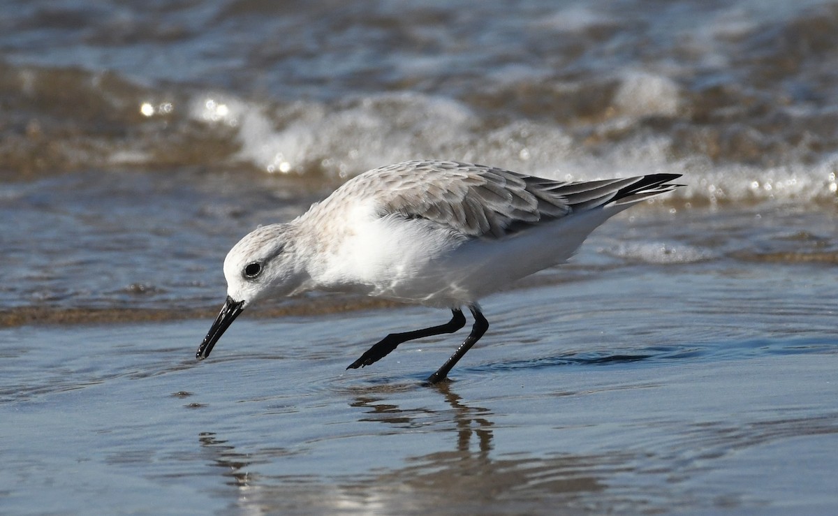 Sanderling - ML644380999