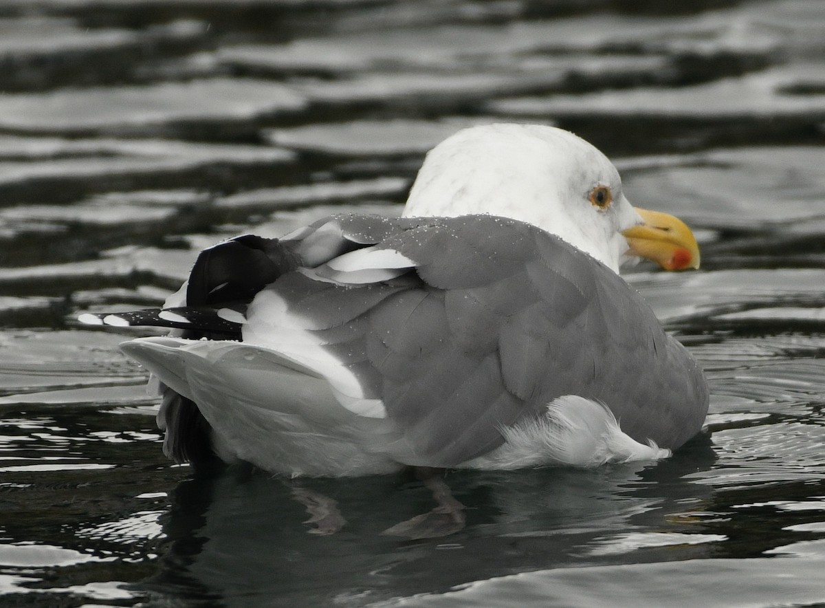 アメリカオオセグロカモメ - ML644381006