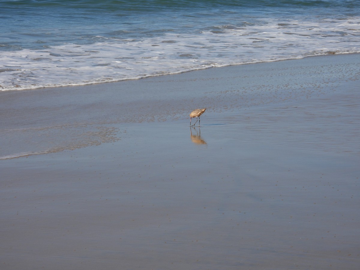 Marmorschnepfe - ML644381007