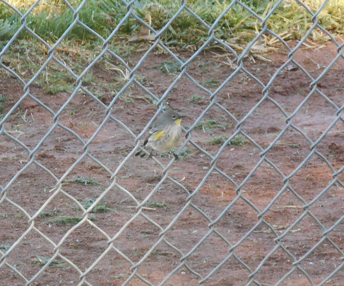 Yellow-rumped Warbler - ML644381009